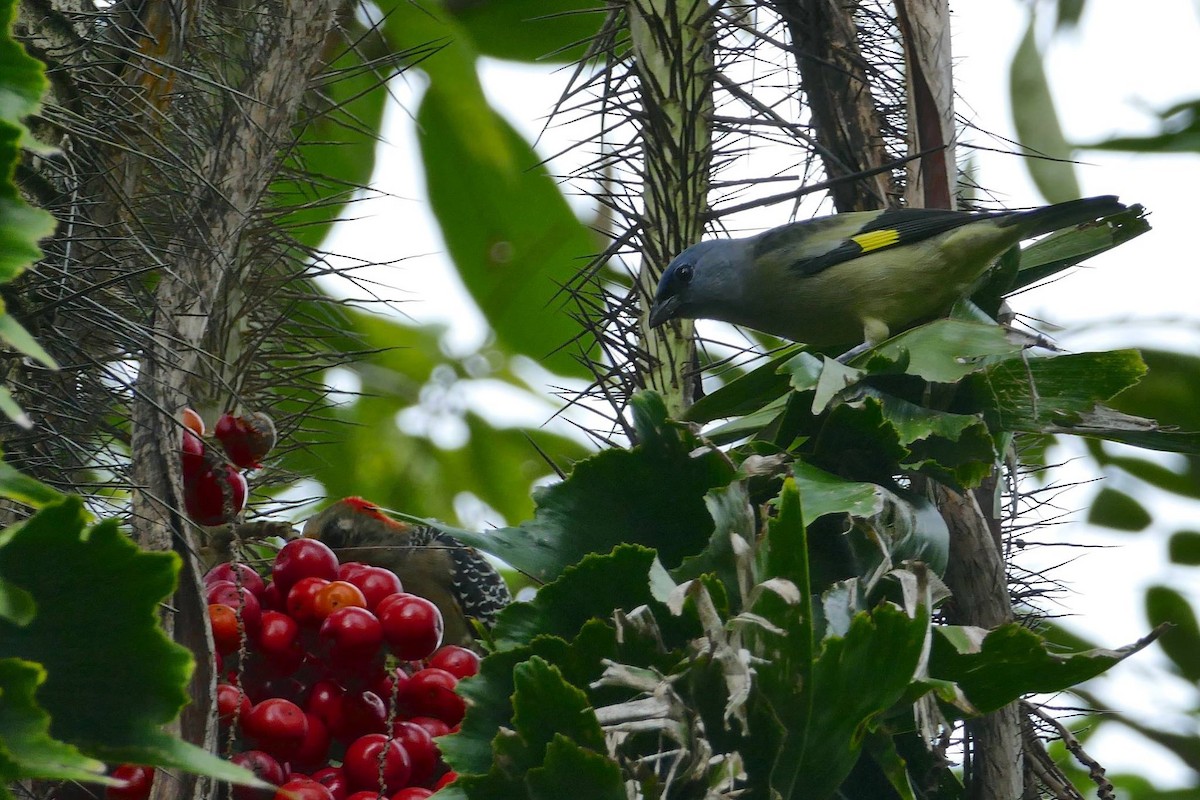 Yellow-winged Tanager - ML620391647