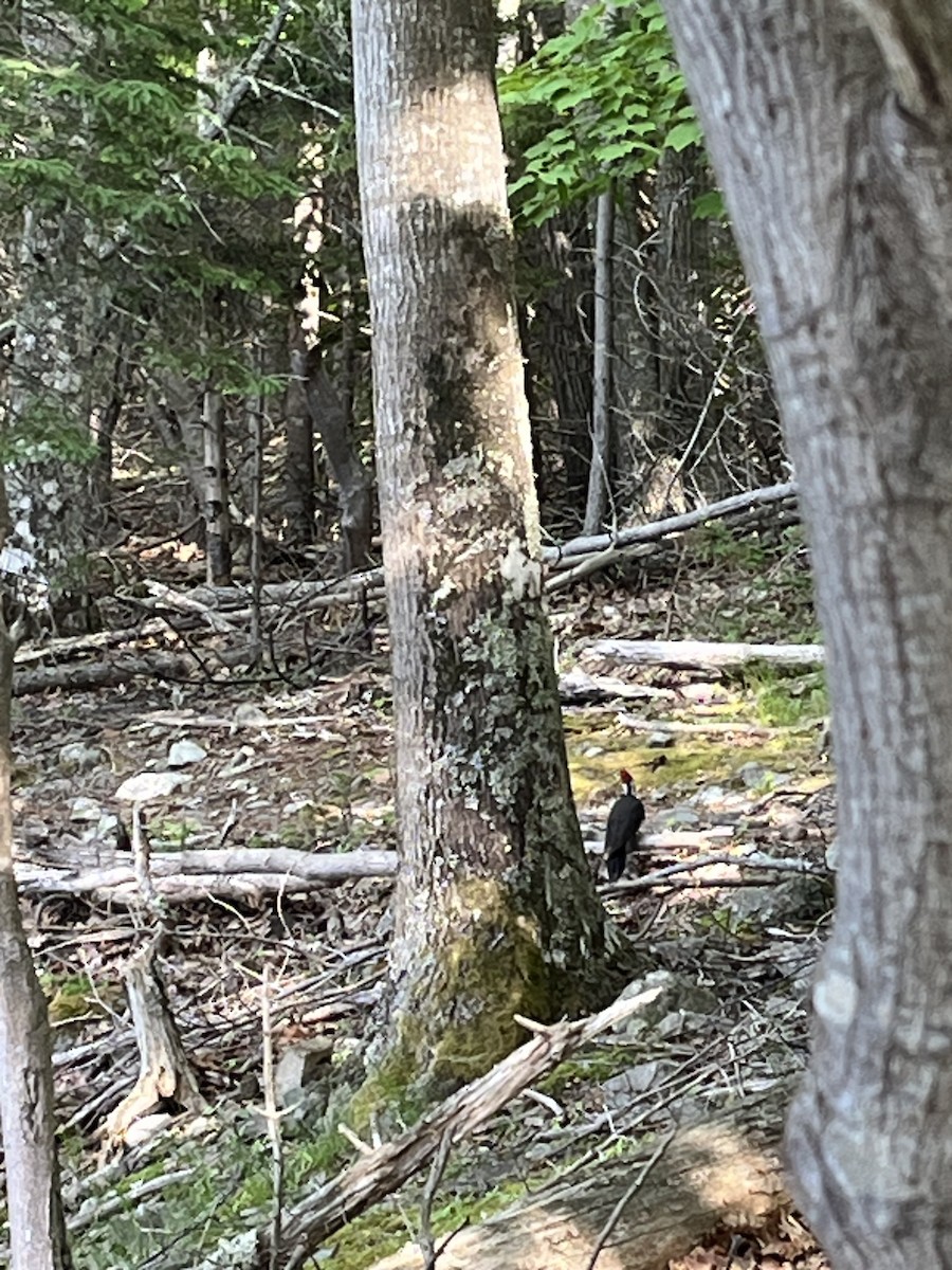 Pileated Woodpecker - ML620391649