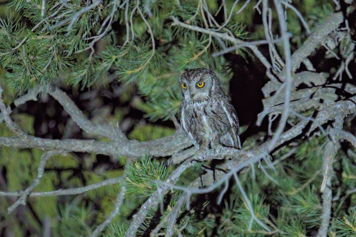 Western Screech-Owl - ML620391660