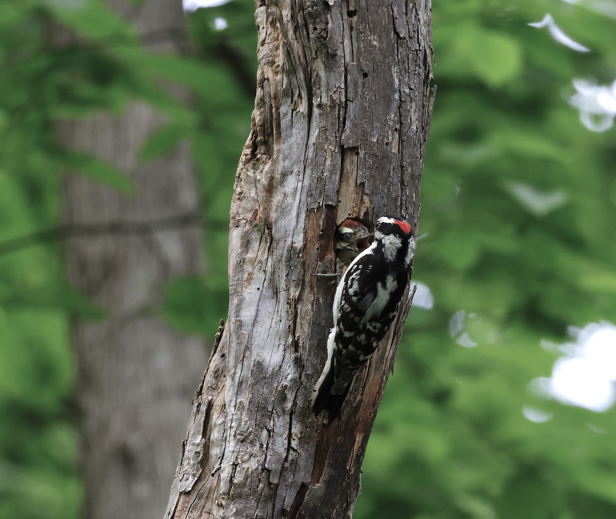 Downy Woodpecker - ML620391675