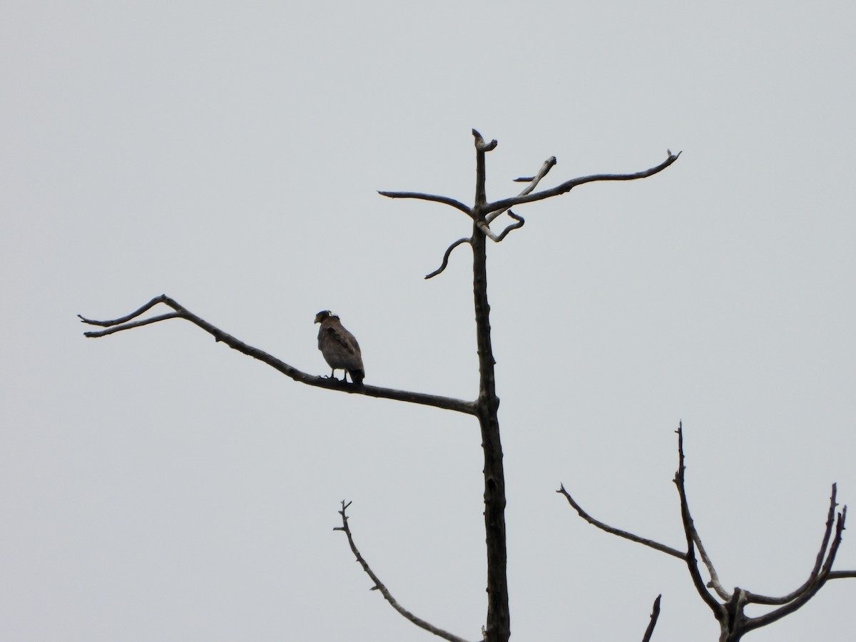 Crested Serpent-Eagle - ML620391676