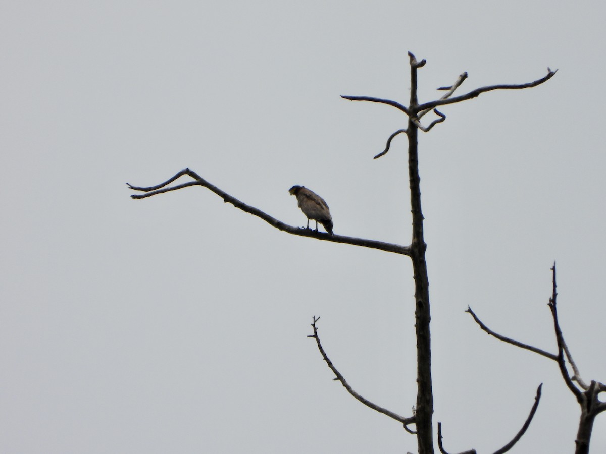 Crested Serpent-Eagle - ML620391678