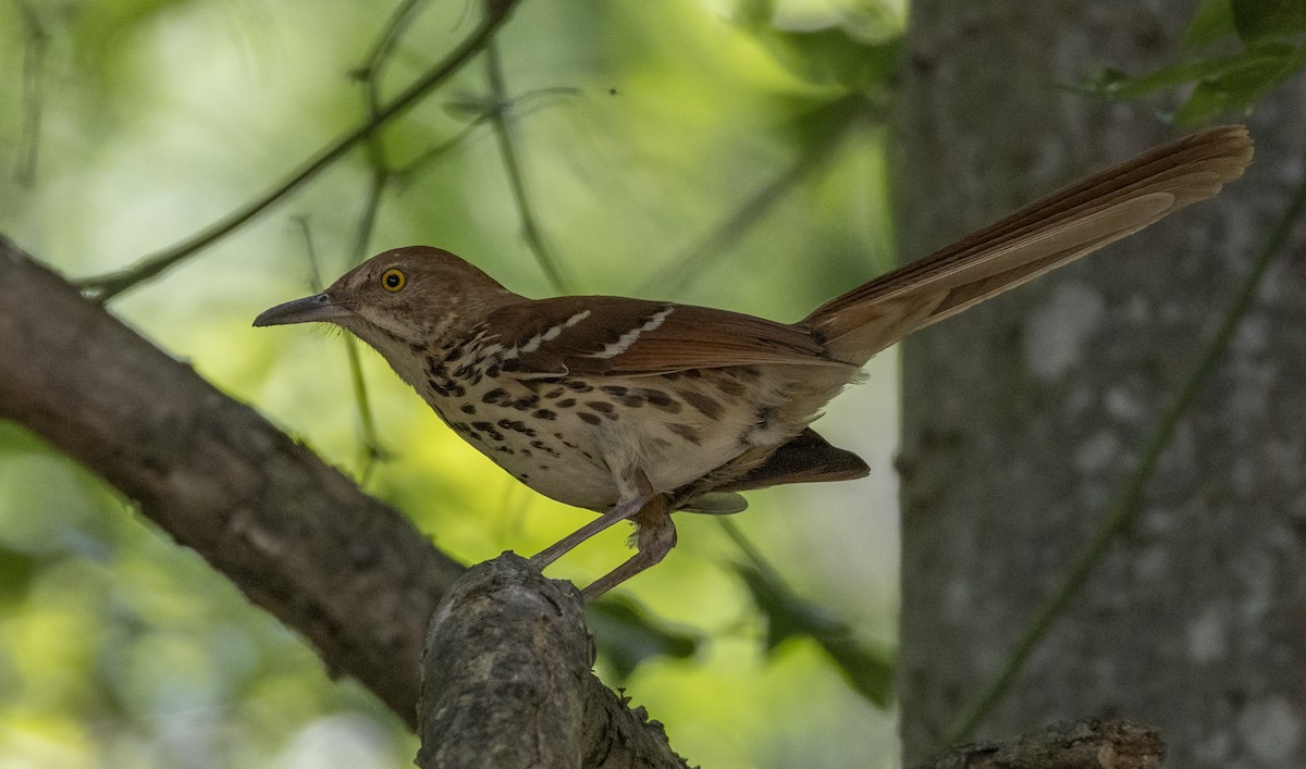 Brown Thrasher - ML620391691