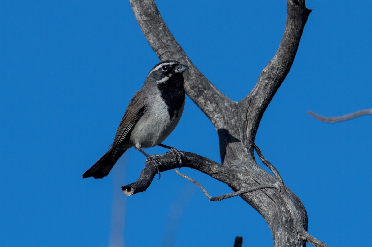 Black-throated Sparrow - ML620391705