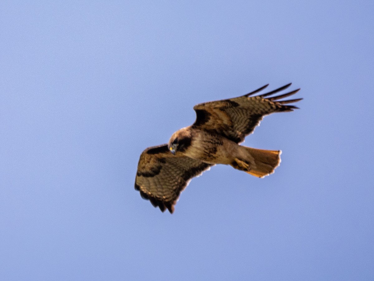 Red-tailed Hawk - ML620391707