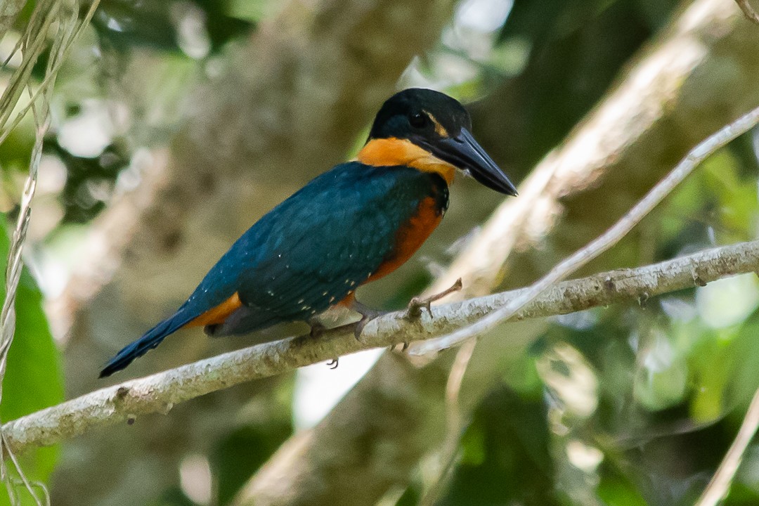 Green-and-rufous Kingfisher - ML620391715