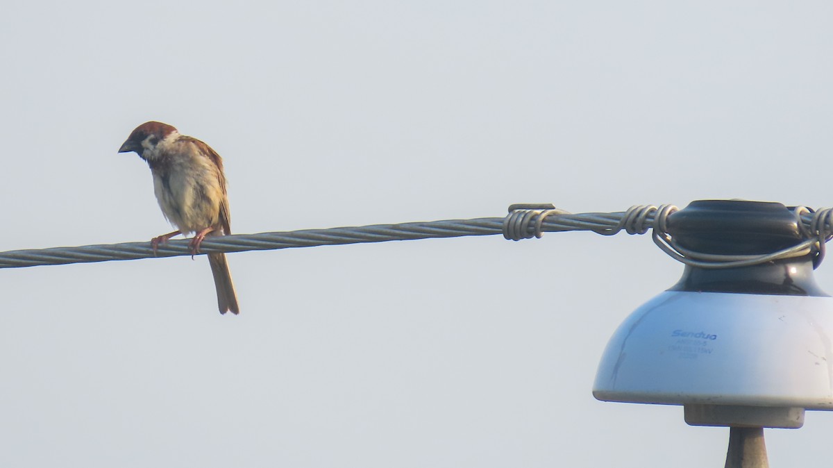 Eurasian Tree Sparrow - ML620391717