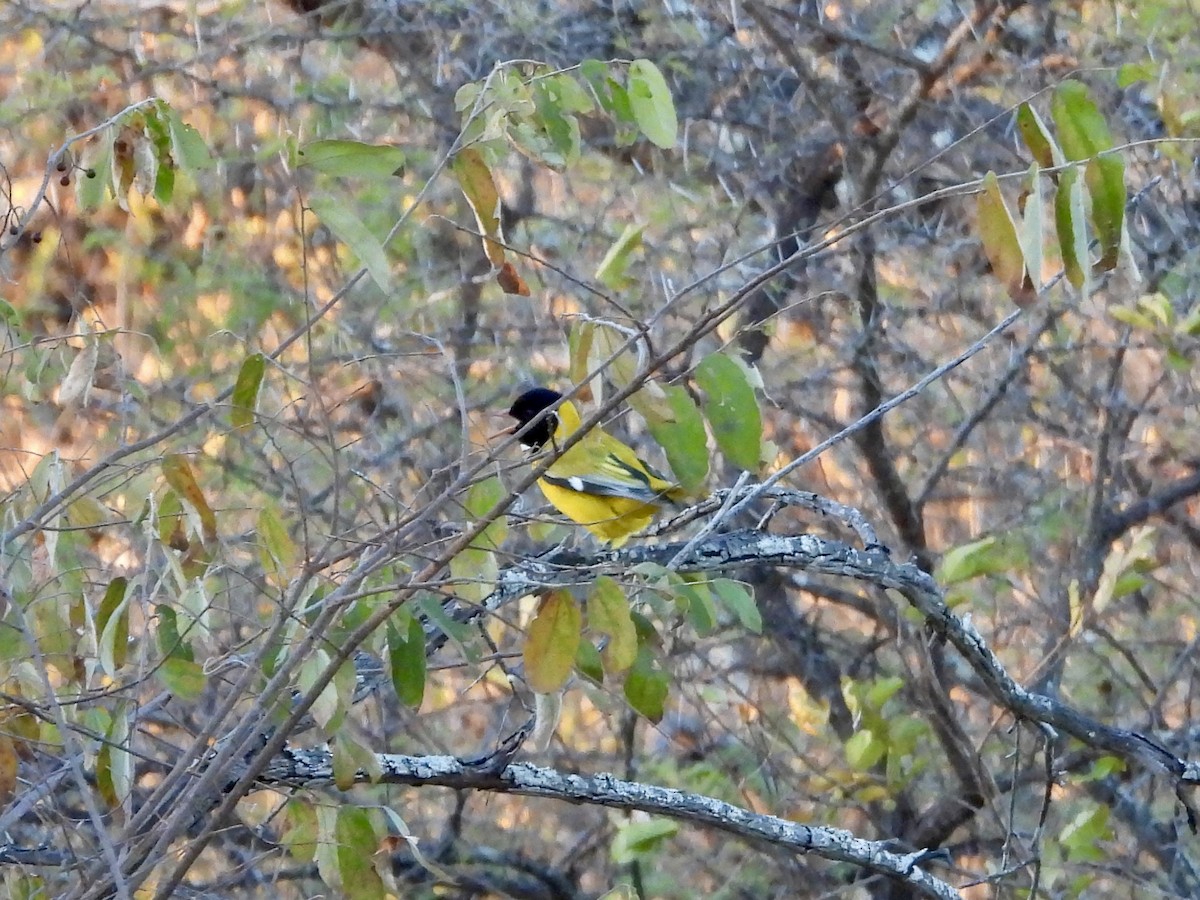 African Black-headed Oriole - ML620391721