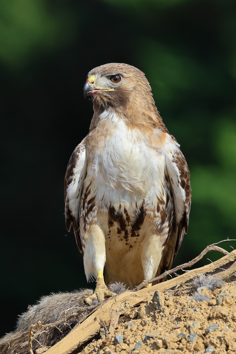 Red-tailed Hawk - ML620391722