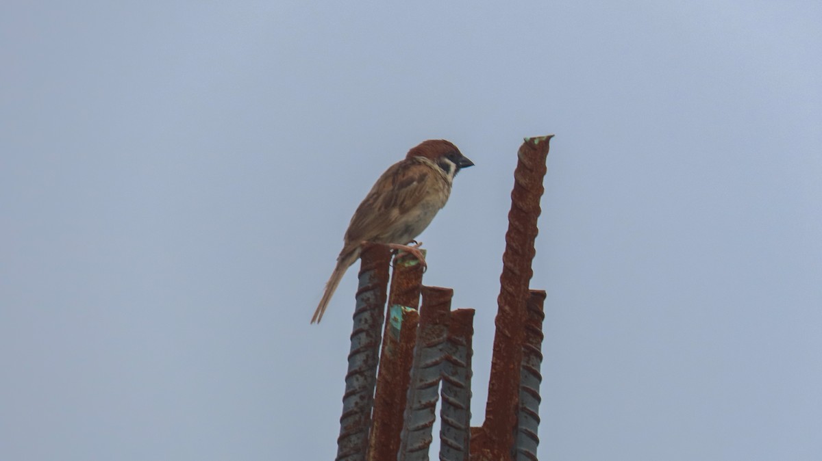 Eurasian Tree Sparrow - ML620391732