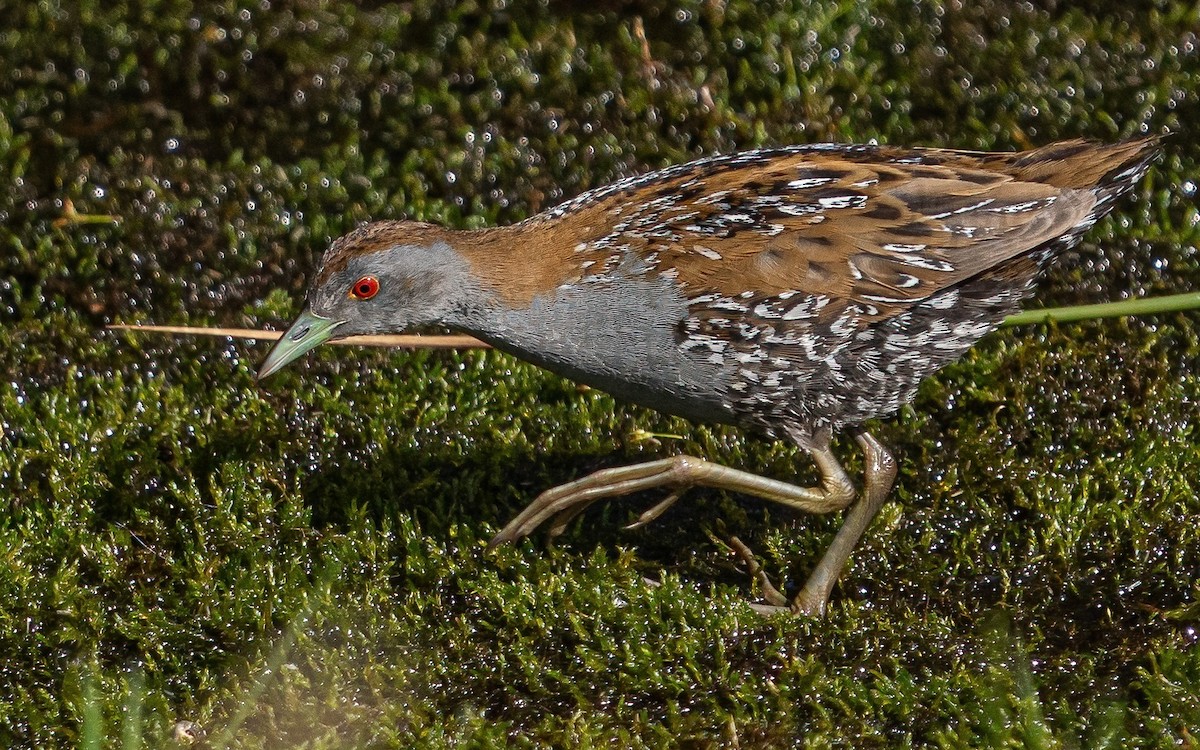 Baillon's Crake (Western) - ML620391736