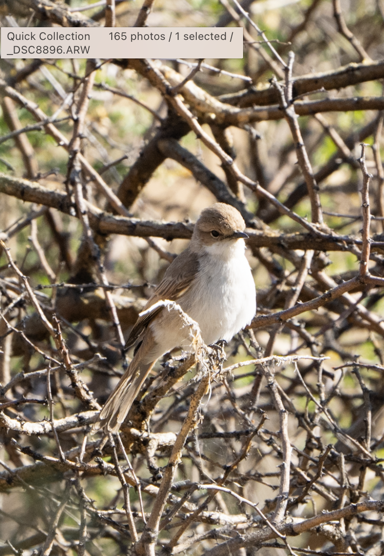 Marico Flycatcher - sheila rowe