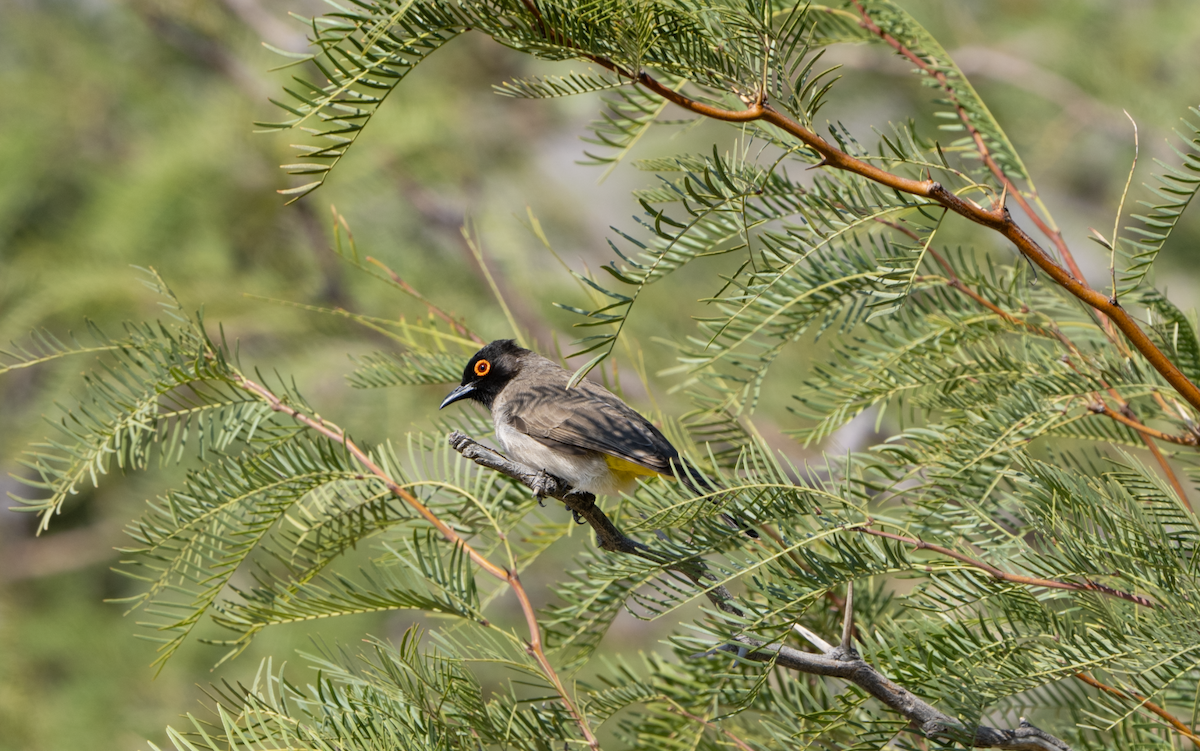 Black-fronted Bulbul - ML620391738