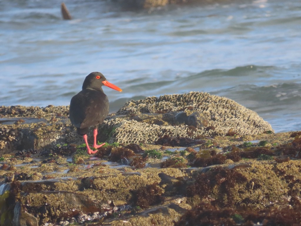 African Oystercatcher - ML620391753