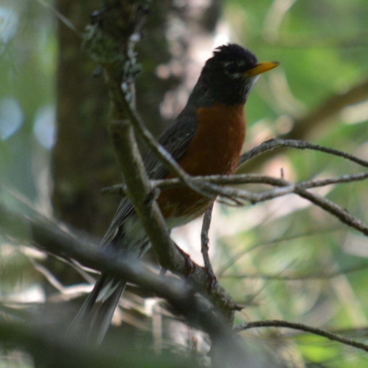 American Robin - Ríona Brennan