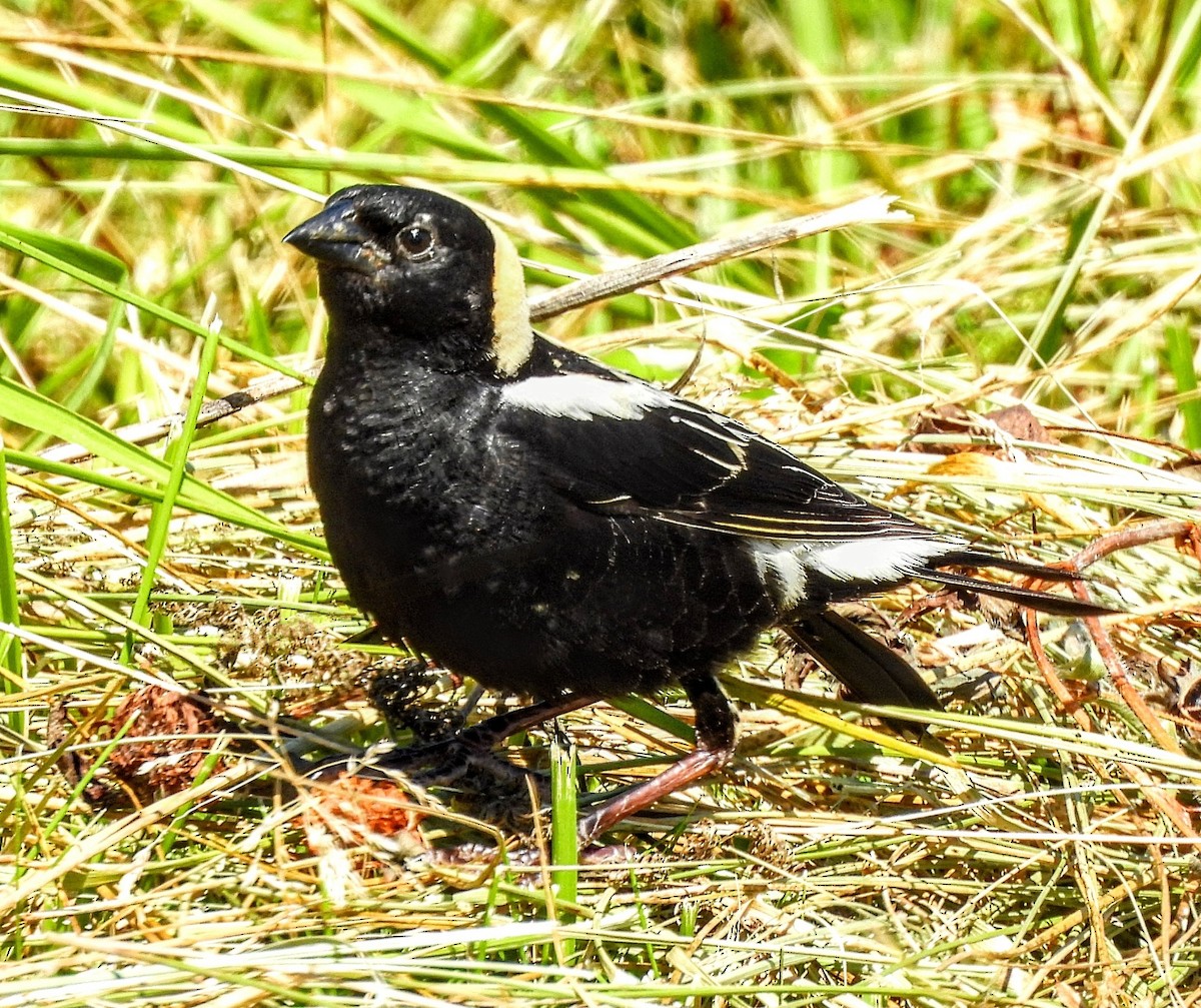 Bobolink - ML620391761