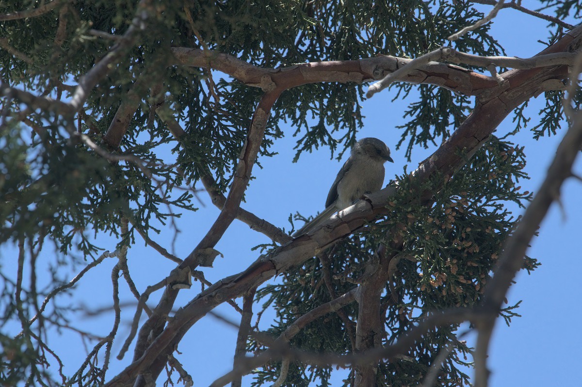 Bushtit - Zach Kemp