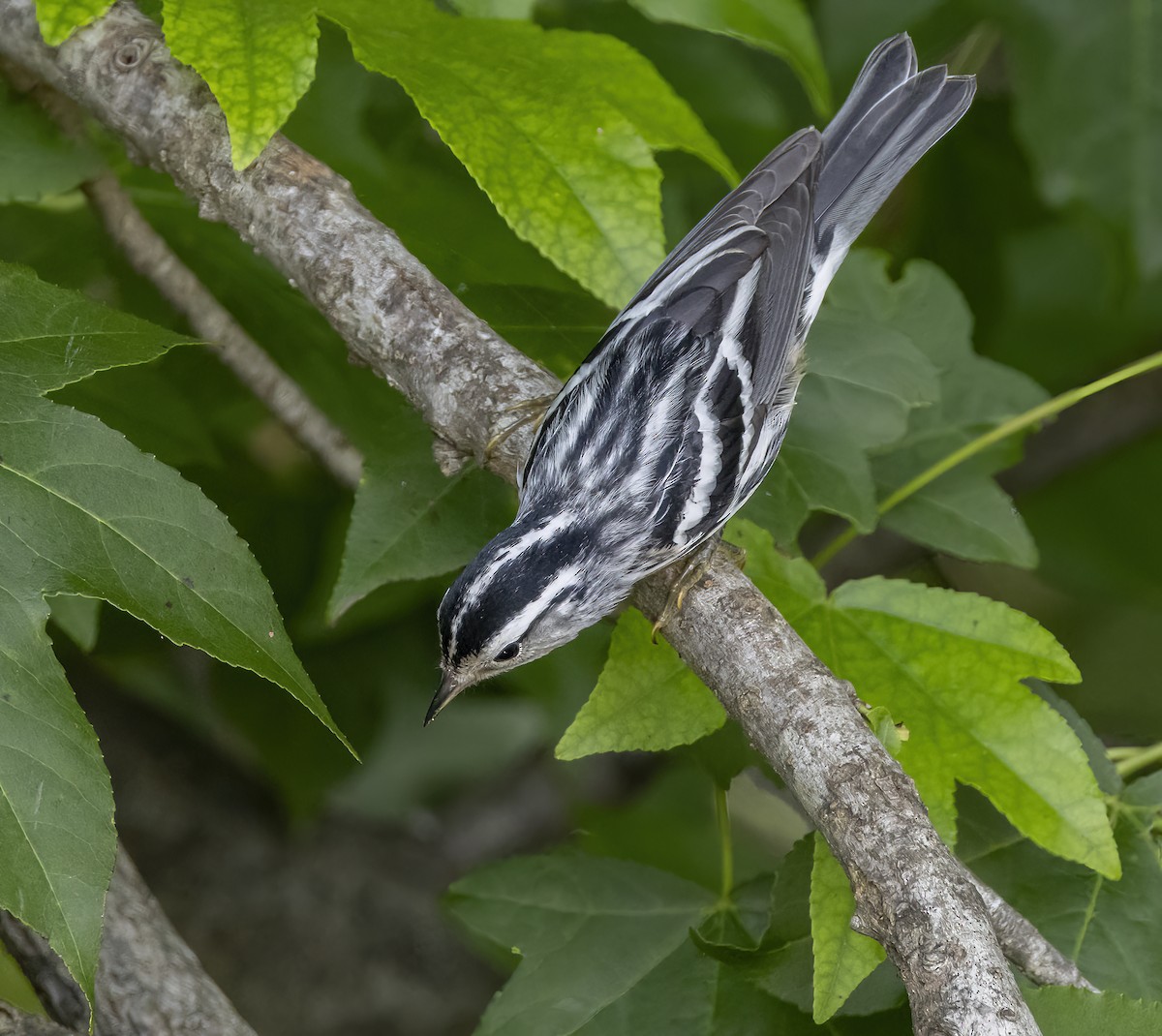 Black-and-white Warbler - ML620391773