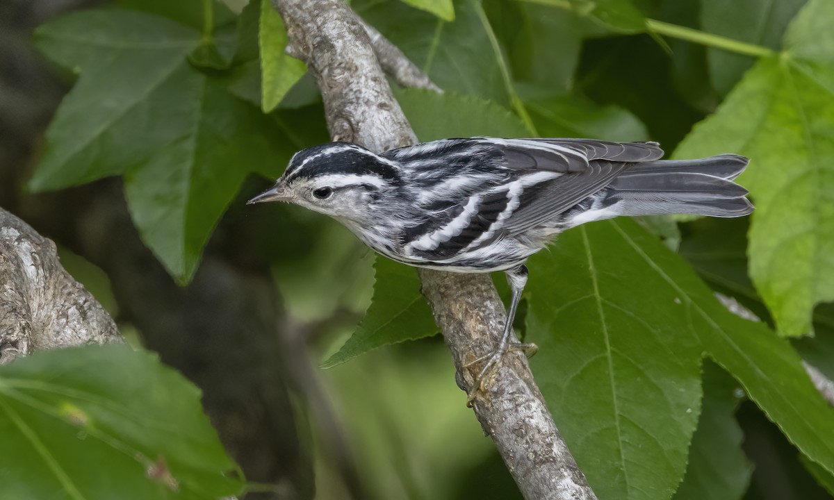 Black-and-white Warbler - ML620391777