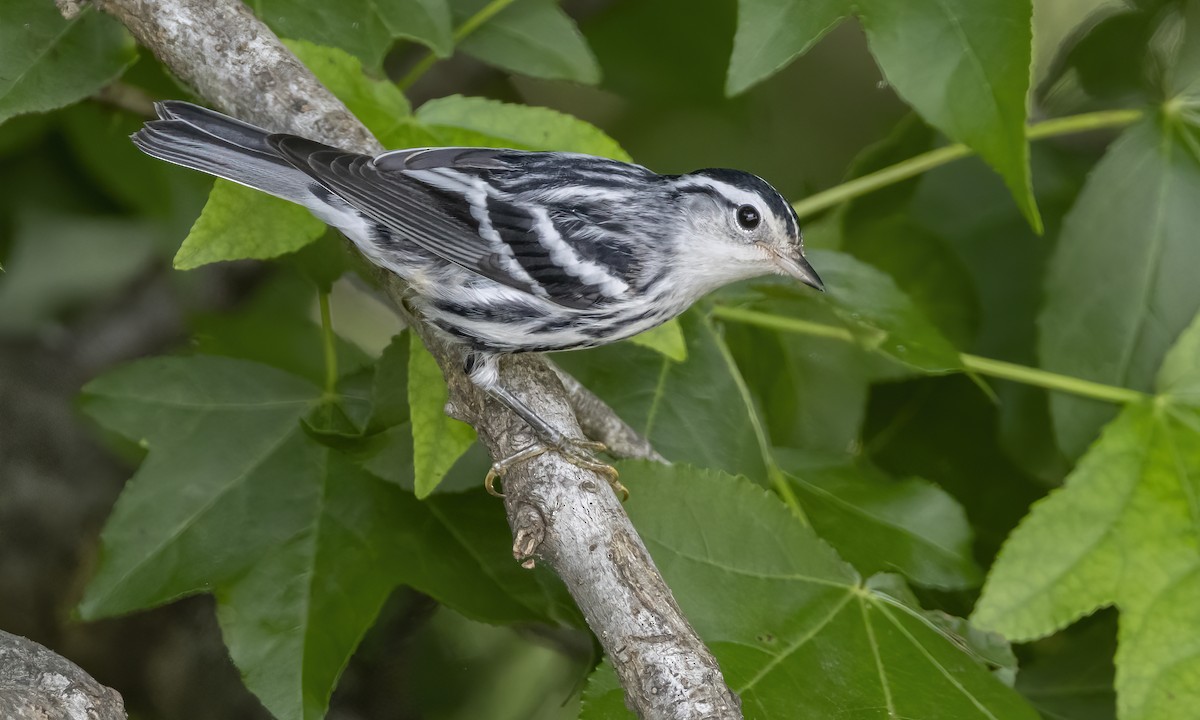 Black-and-white Warbler - ML620391780