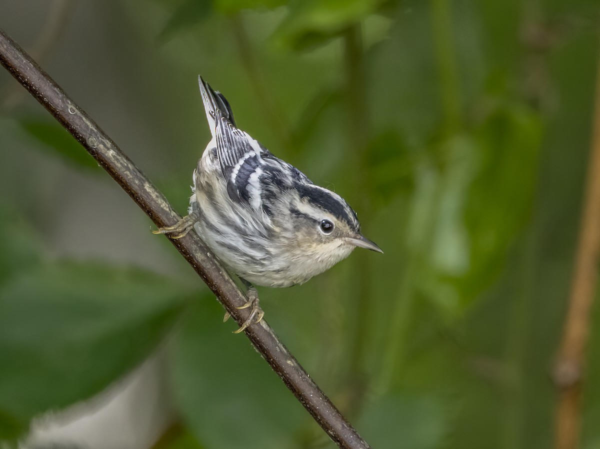 Black-and-white Warbler - ML620391789
