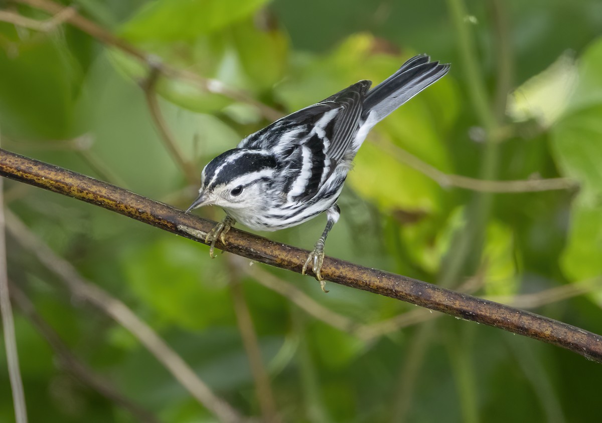 Black-and-white Warbler - ML620391790