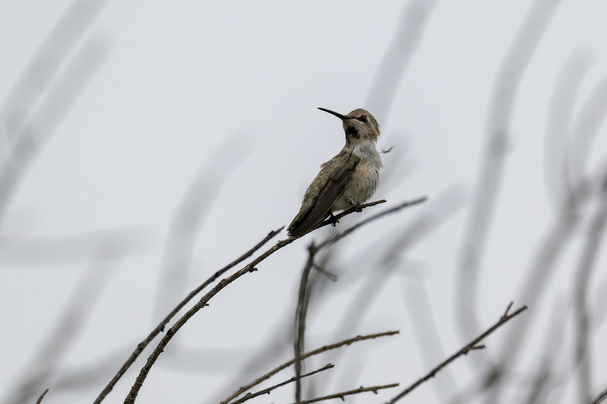 Black-chinned Hummingbird - ML620391791