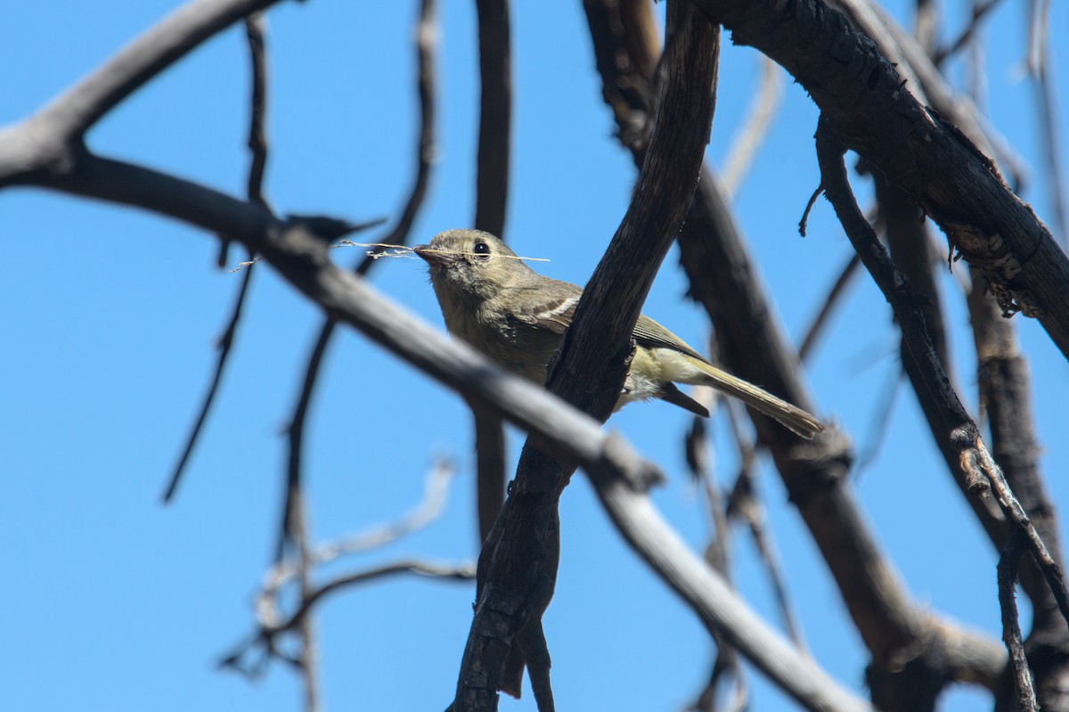 Vireo de Hutton - ML620391793