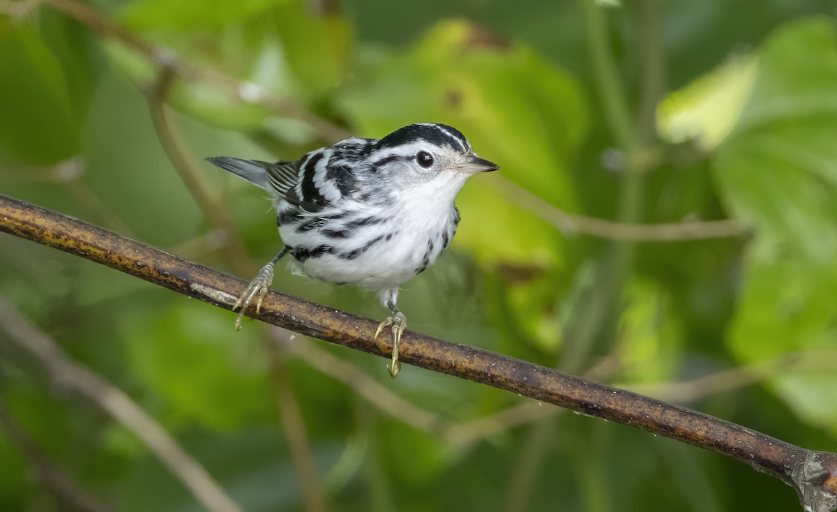 Black-and-white Warbler - ML620391794