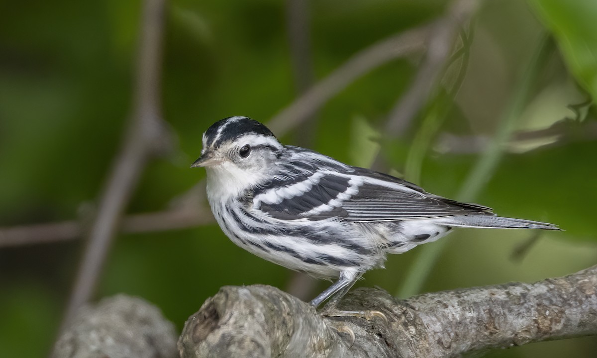 Black-and-white Warbler - ML620391800