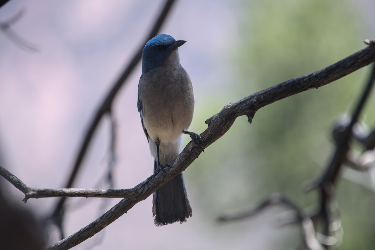 Mexican Jay - ML620391801