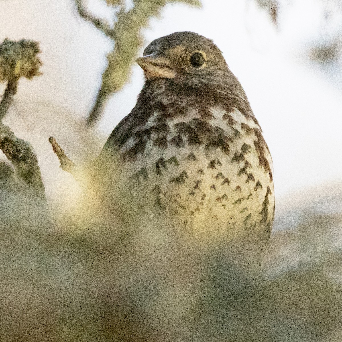 Fox Sparrow - ML620391802