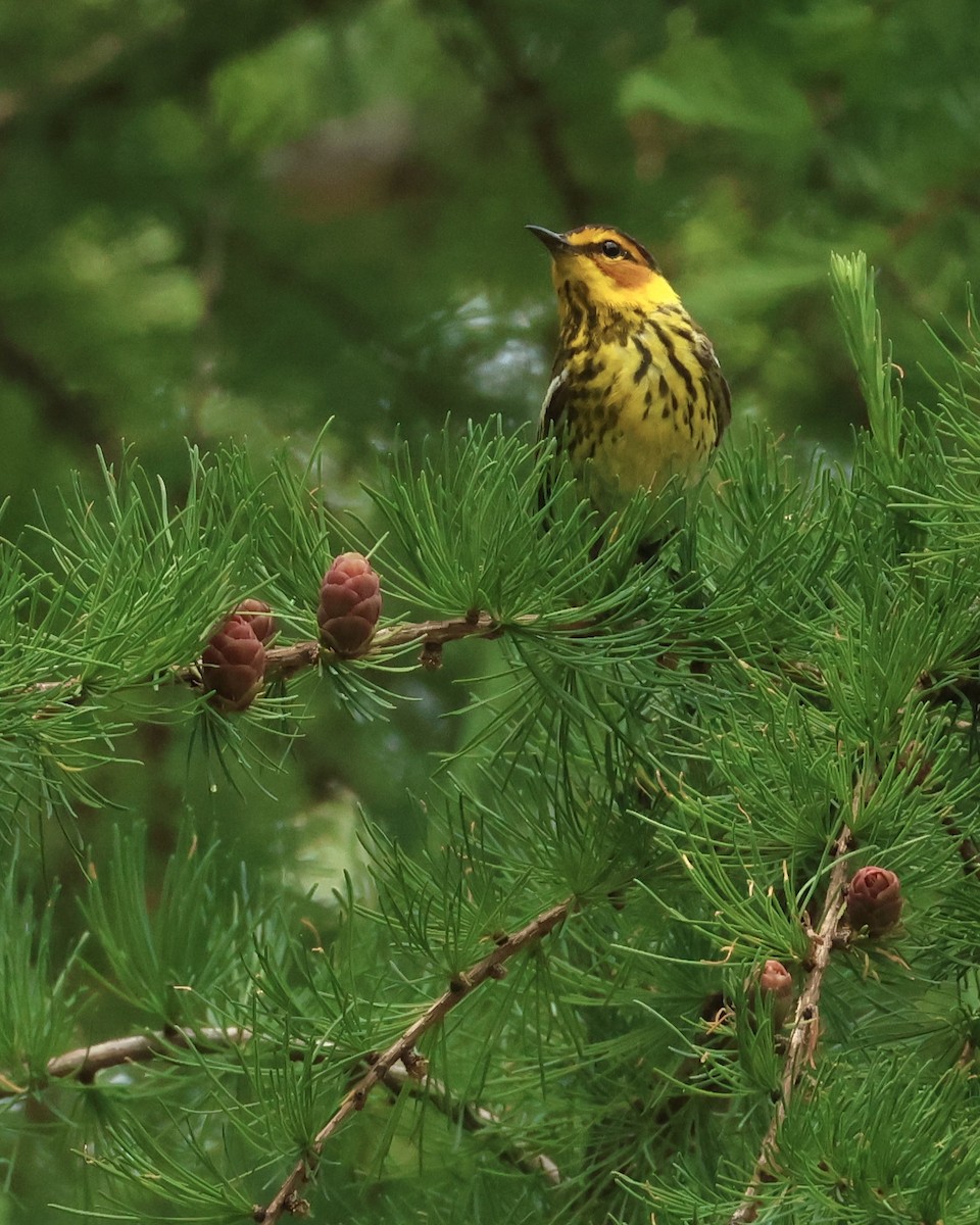Cape May Warbler - ML620391803