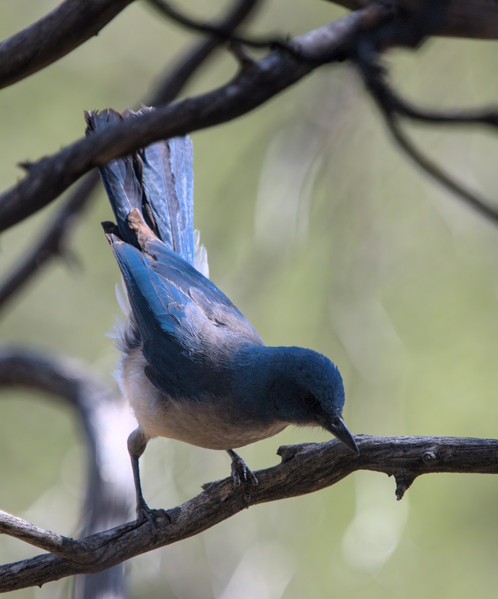 Mexican Jay - ML620391806