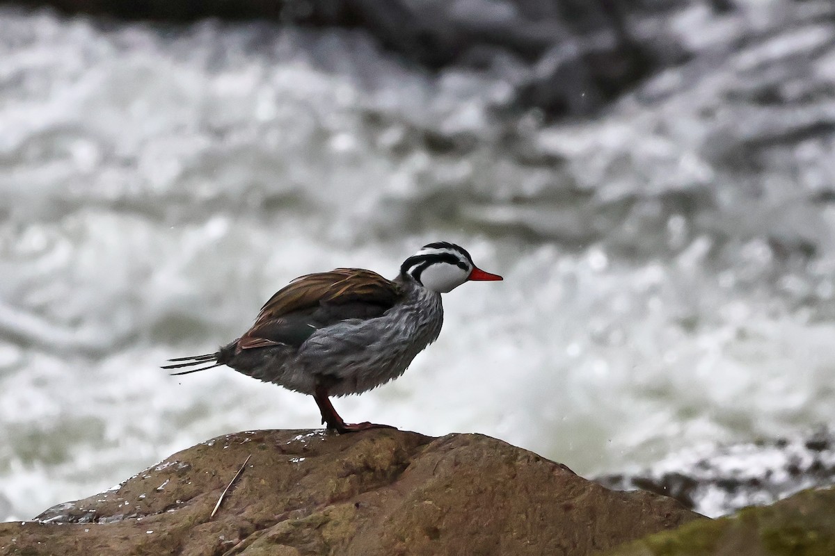 Pato Torrentero - ML620391810