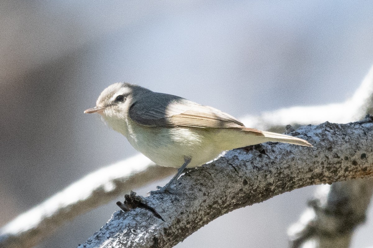 Warbling Vireo - ML620391813