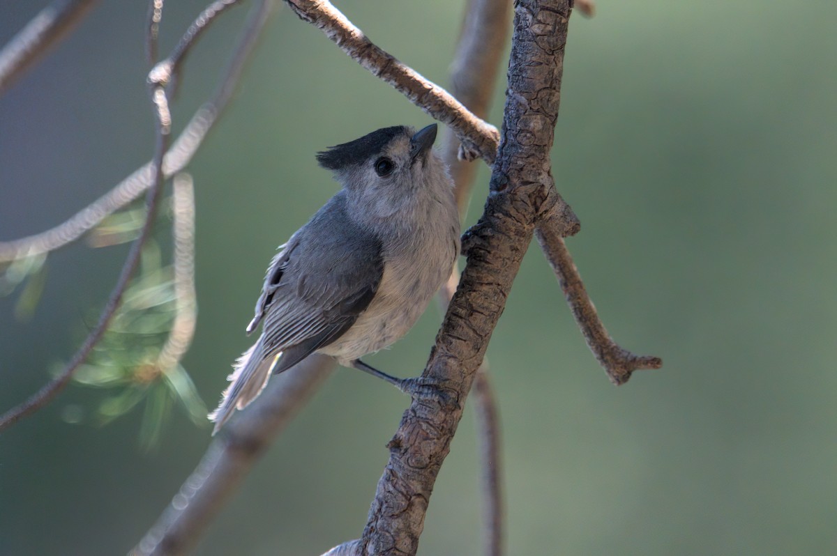 Black-crested Titmouse - ML620391815