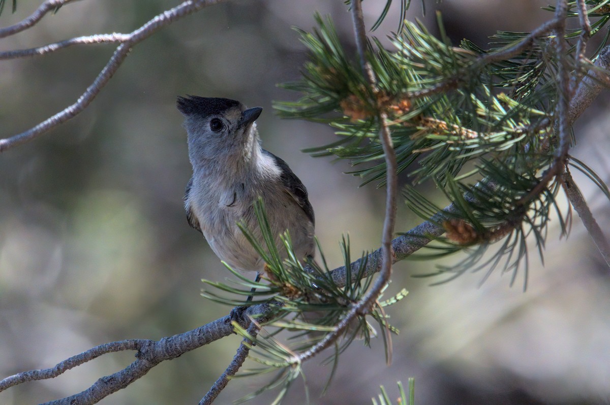 Black-crested Titmouse - ML620391816