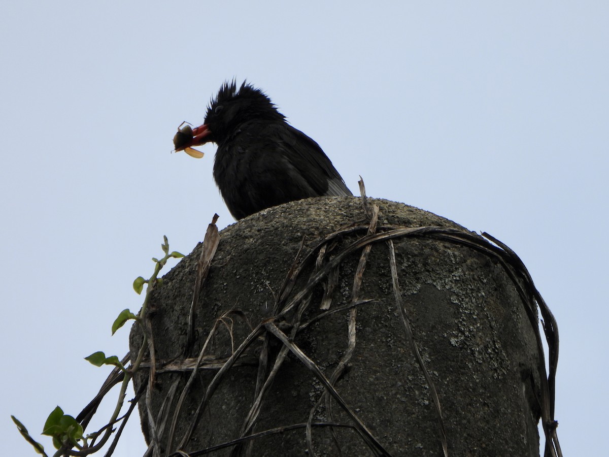 Black Bulbul - Anonymous