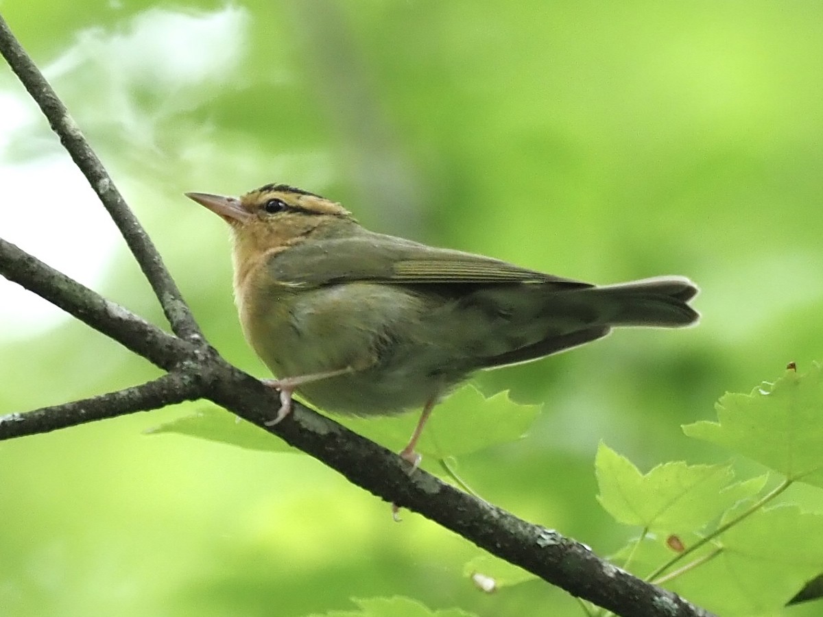 Worm-eating Warbler - ML620391831