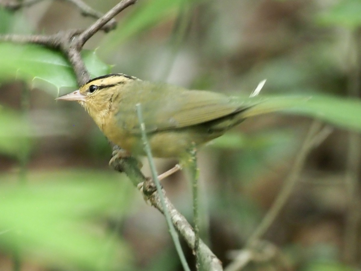 Worm-eating Warbler - ML620391833