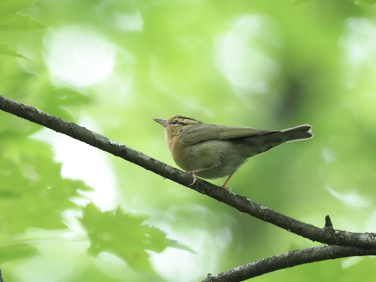 Worm-eating Warbler - ML620391837