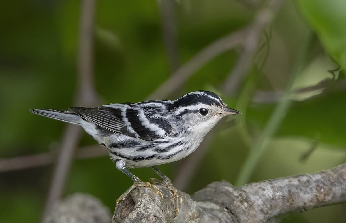 Black-and-white Warbler - ML620391847