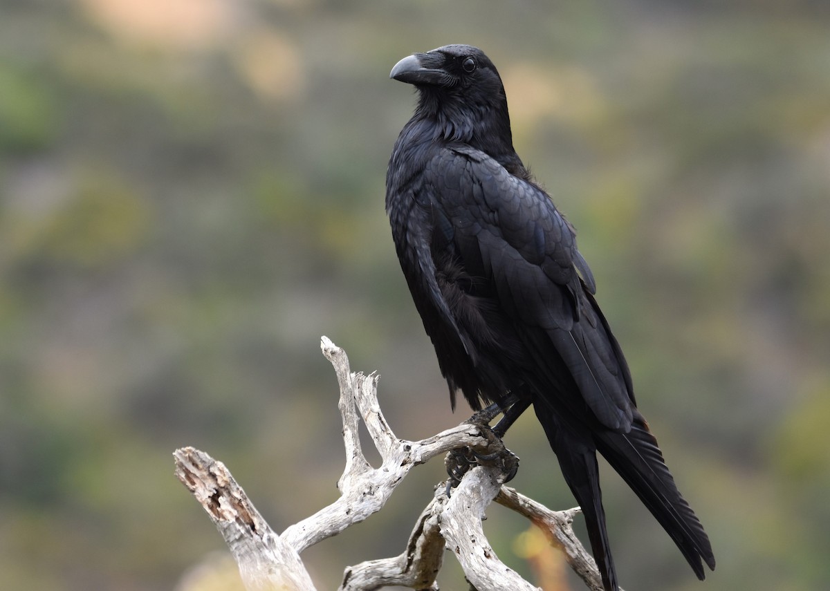 Common Raven - ML620391848