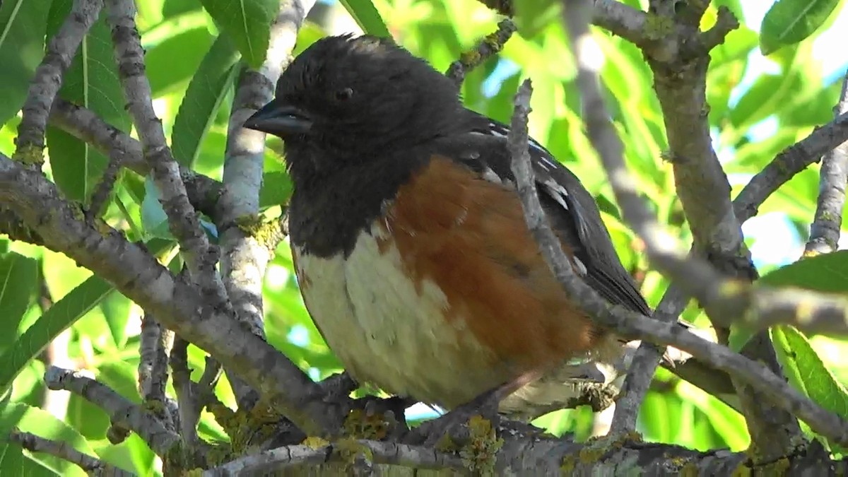 Spotted Towhee - ML620391850