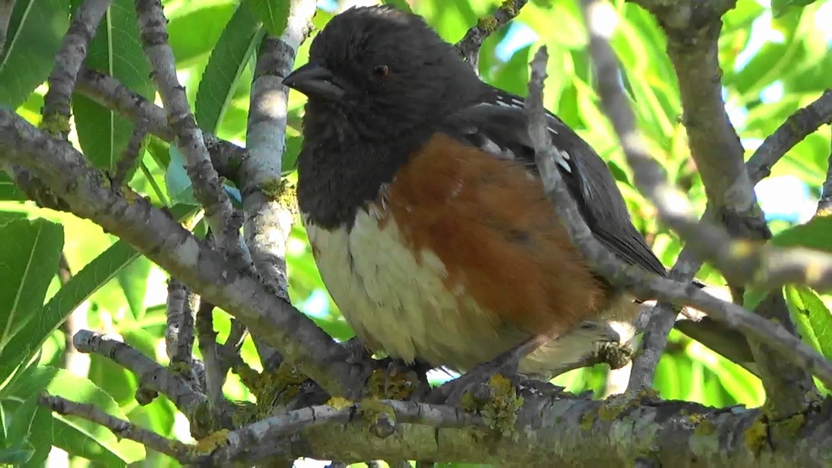 Spotted Towhee - ML620391851