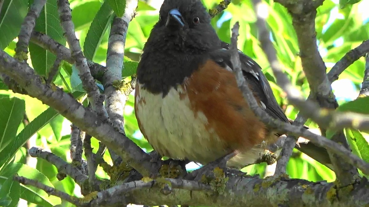 Spotted Towhee - ML620391852