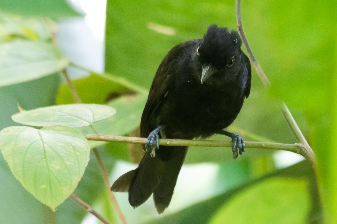 Black Antshrike - ML620391855