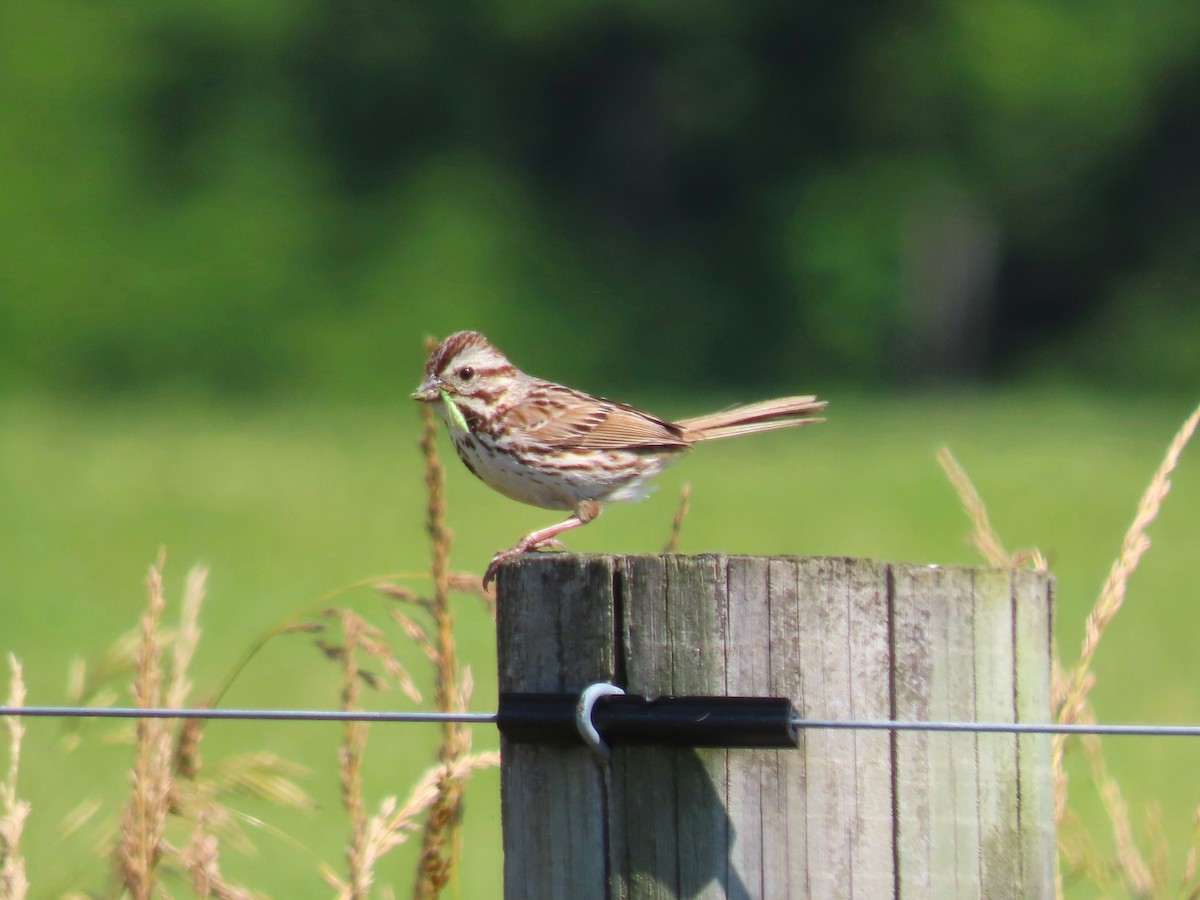 Song Sparrow - ML620391867