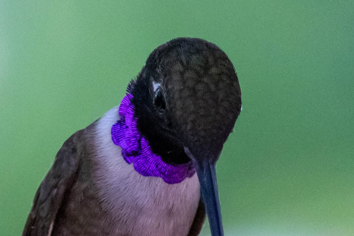 Black-chinned Hummingbird - ML620391869